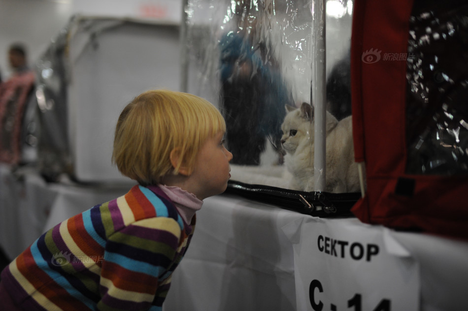 莫斯科举行国际猫展
