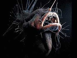 南非惊现丑陋“魔鬼鱼” 图揭罕见的海洋怪物