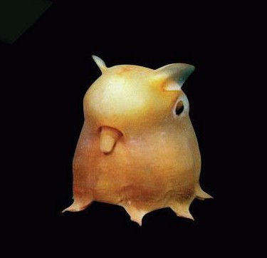 南非惊现丑陋“魔鬼鱼” 图揭罕见的海洋怪物