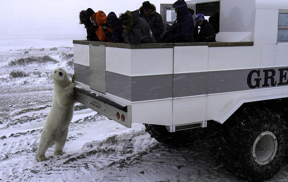 加拿大推出极地移动旅馆 房客可足不出户赏北极熊