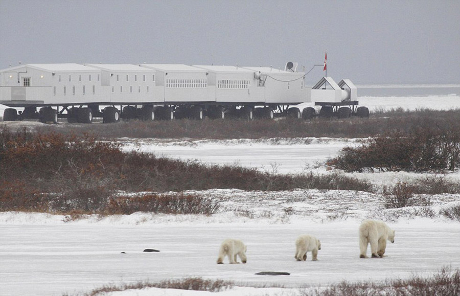 加拿大推出极地移动旅馆 房客可足不出户赏北极熊