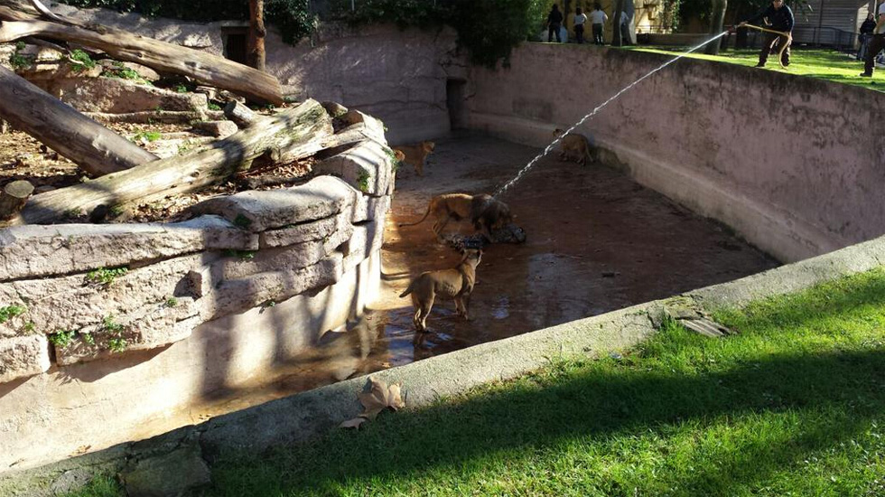 西班牙男子跳进动物园狮子山 园方用水枪解救