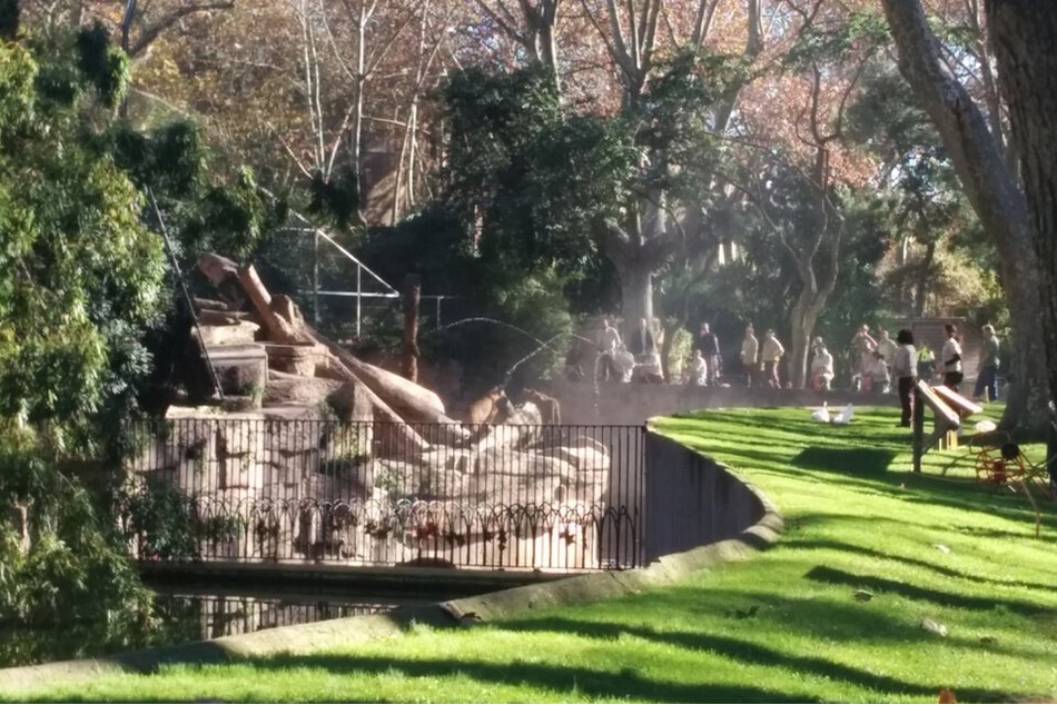 西班牙男子跳进动物园狮子山 园方用水枪解救