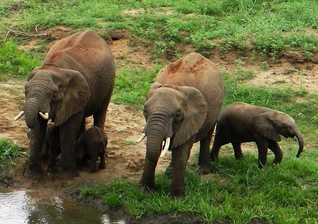 南非罕见双胞胎小象降生 与母亲形影不离受象群呵护