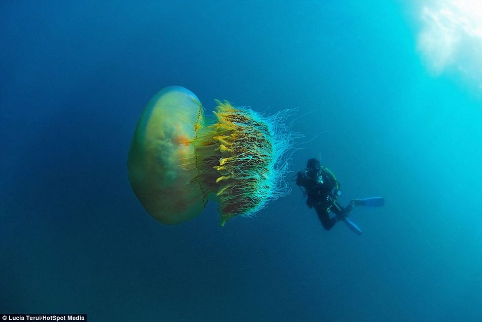 摄影师深海潜水遇罕见巨型野村水母