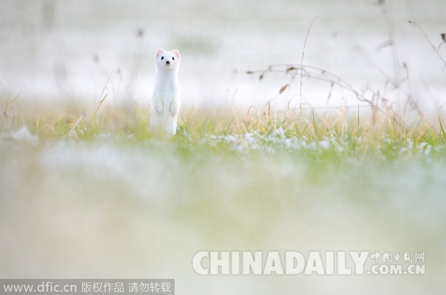 瑞士白鼬雪地寻觅圣诞大餐 直立草丛眺望萌翻众人