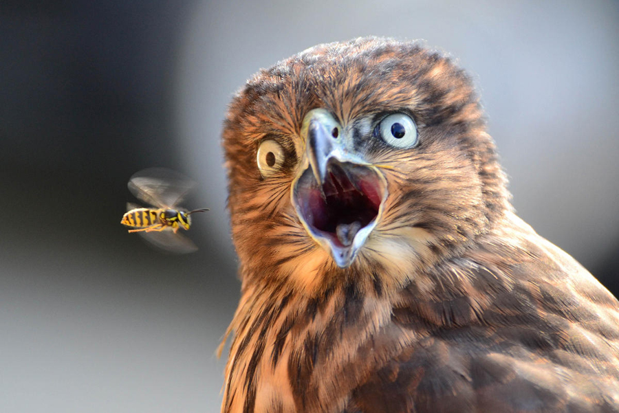 趣图：老鹰被黄蜂“吓呆”
