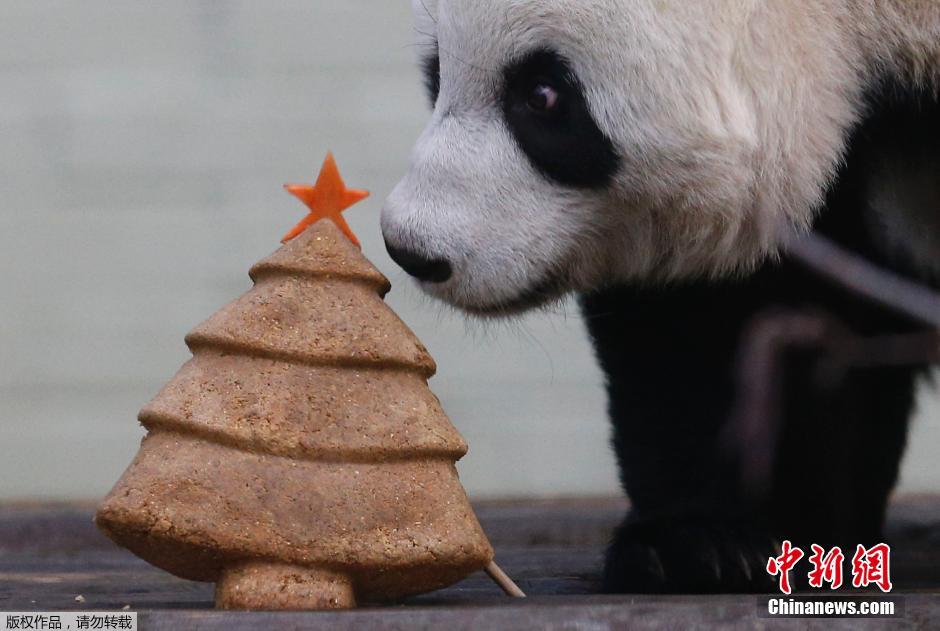 旅英大熊猫甜甜乐享圣诞树造型美食