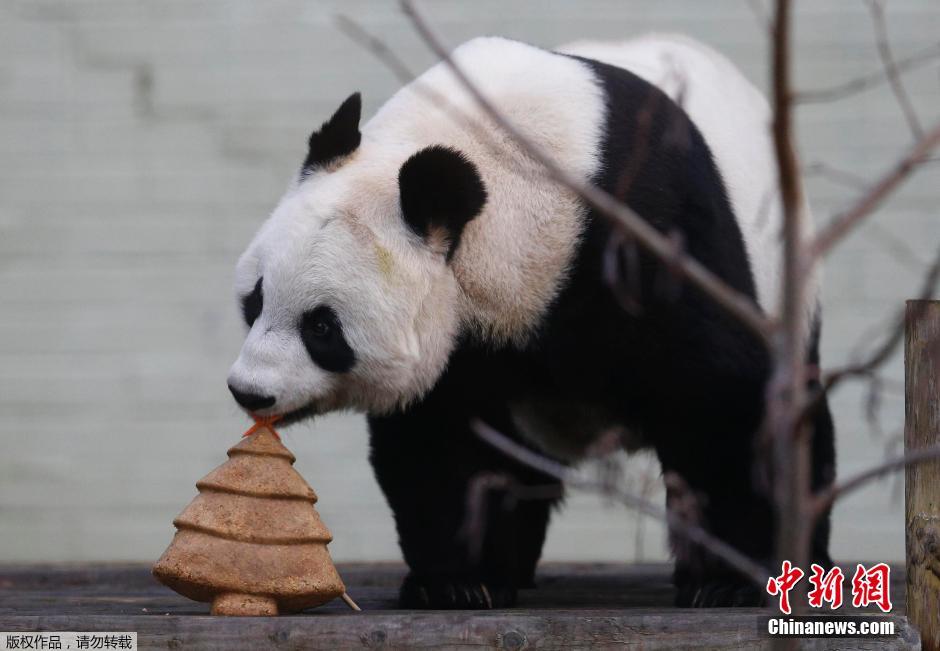 旅英大熊猫甜甜乐享圣诞树造型美食