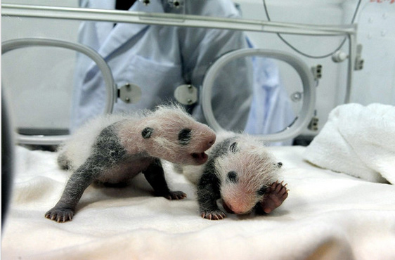 日本和歌山双胞胎熊猫宝宝首次亮相 被赞超可爱