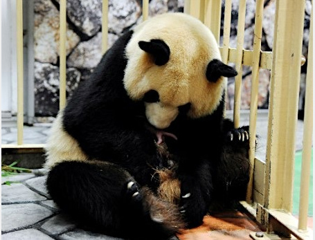 日本和歌山双胞胎熊猫宝宝首次亮相 被赞超可爱