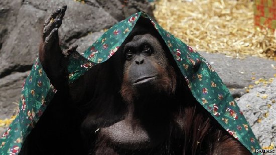 猩猩也算人类？阿根廷法院裁定一红毛猩猩享有基本人权