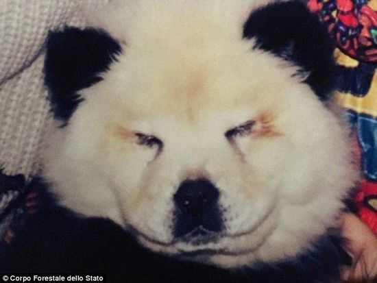 意大利马戏团将松狮犬装扮成熊猫骗钱