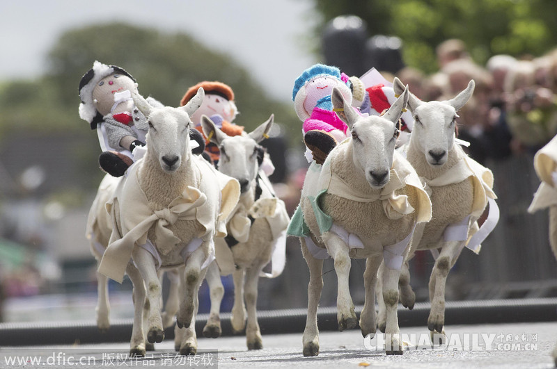 喜迎羊年 盘点各国精彩纷呈的奇葩“羊类”比赛
