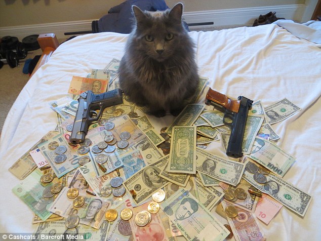 “炫富猫”钱堆枪支中摆造型