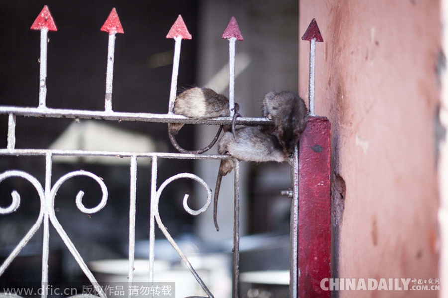 英国摄影师造访印度鼠庙 成千上万老鼠令人毛骨悚然