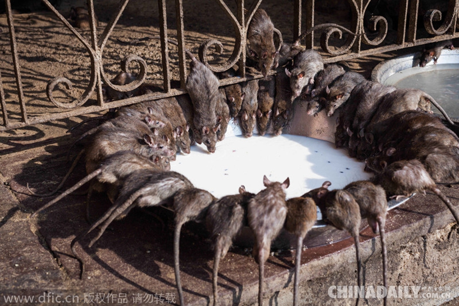 英国摄影师造访印度鼠庙 成千上万老鼠令人毛骨悚然