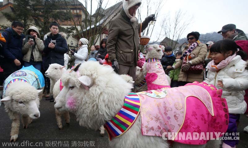 韩国羊儿穿韩服 与儿童玩耍喜迎新年