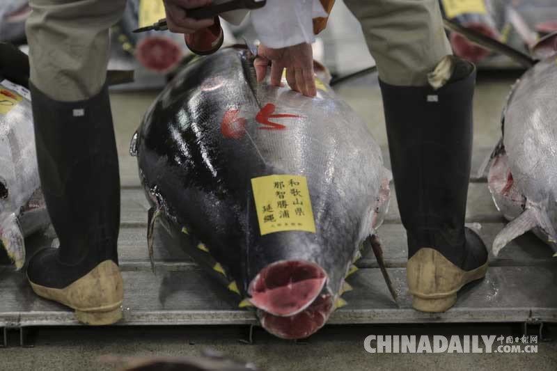 东京鱼市新年上演首场竞拍 巨型金枪鱼拍出23万人民币