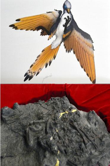 日本首次发现白垩纪原始鸟类全身骨骼化石