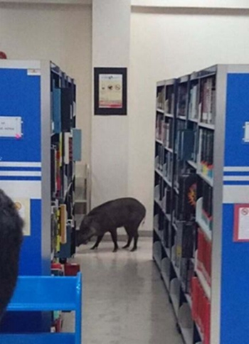 野猪“勇闯”马来西亚大学校园 现场混乱
