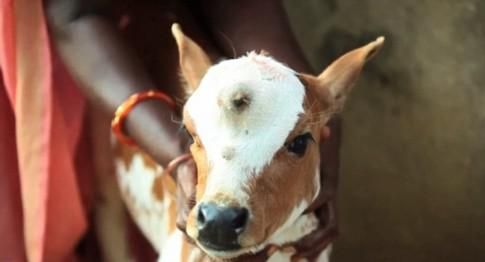 印度小牛长第三只眼 被奉神明受顶礼膜拜
