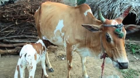 印度小牛长第三只眼 被奉神明受顶礼膜拜