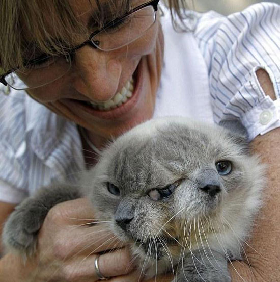 世界上最长寿的“双面猫”近日去世 享年15岁