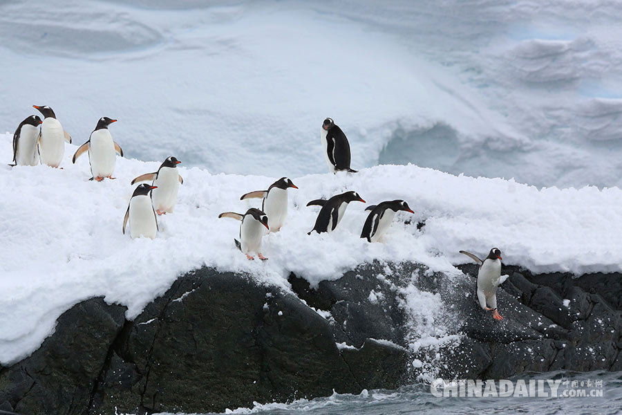 中国南极科考35周年纪念 摄影师实拍冰雪大陆
