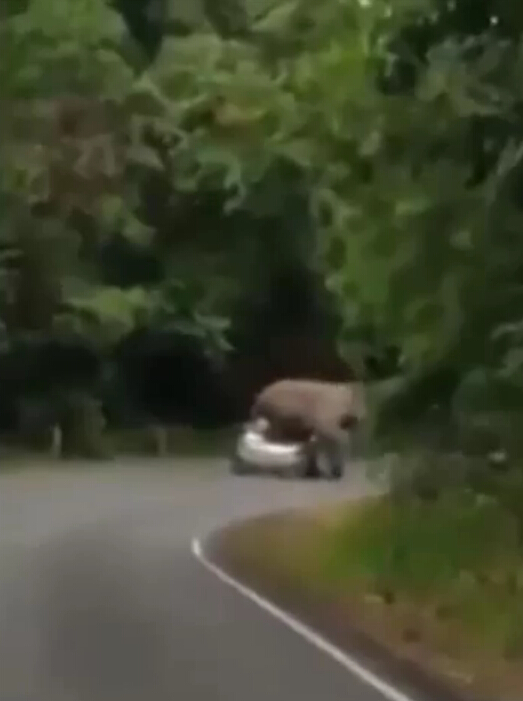 小汽车泰国公园遭发情大象践踏