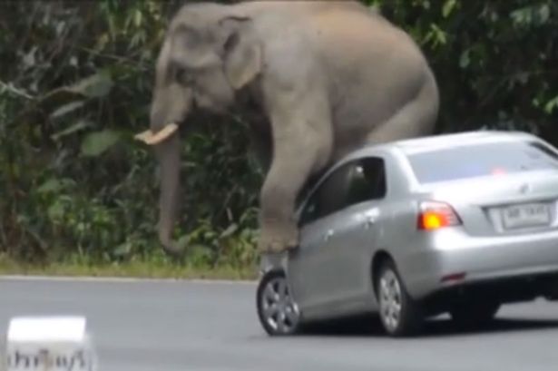 小汽车泰国公园遭发情大象践踏