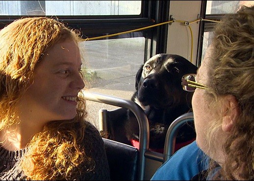 美国“逆天”拉布拉多犬独自乘公交去公园玩耍（组图）