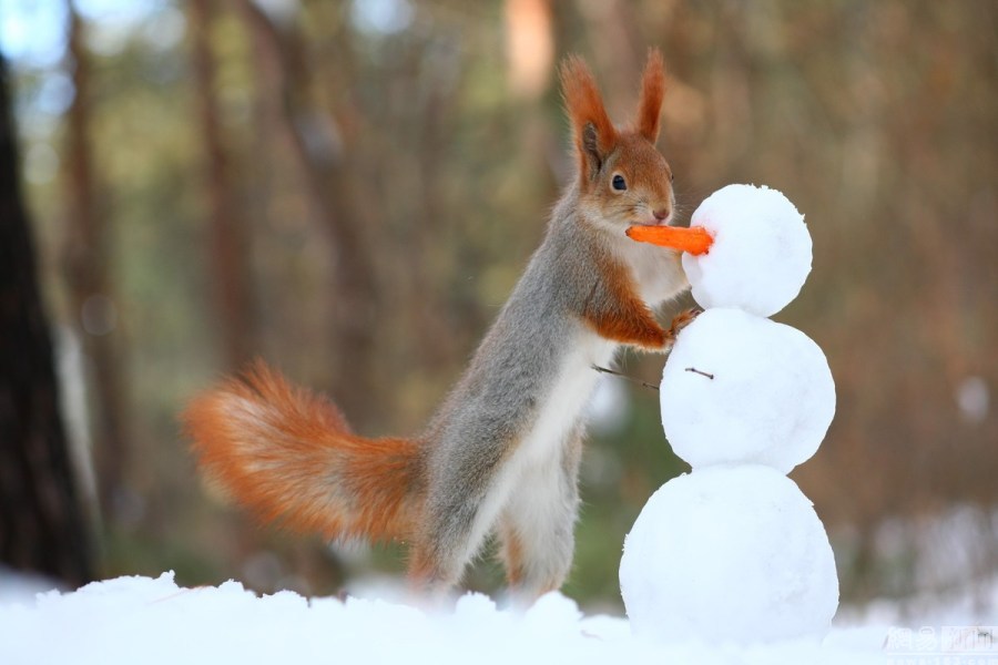 俄罗斯小松鼠堆雪人 用胡萝卜当鼻子