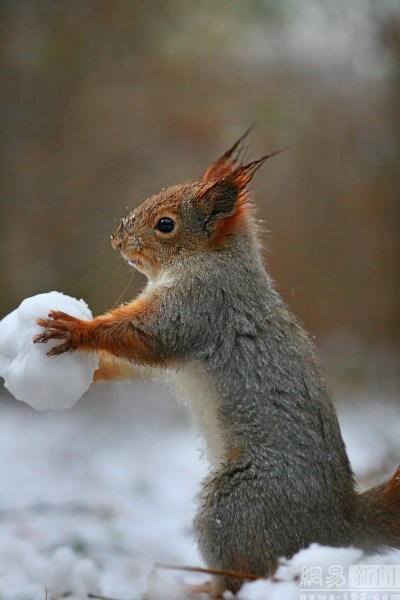 俄罗斯小松鼠堆雪人 用胡萝卜当鼻子