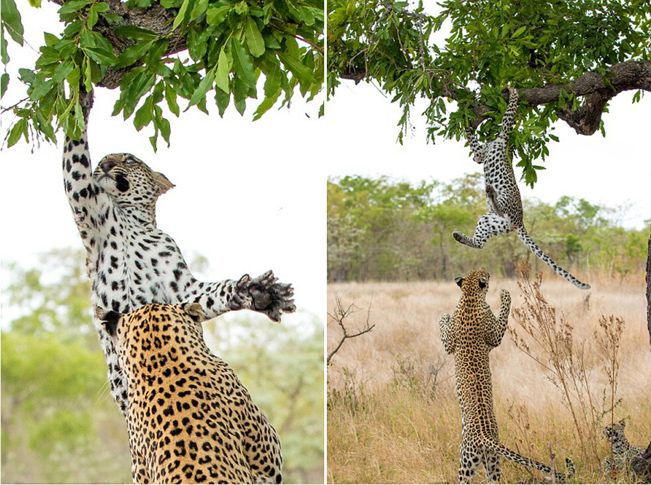 幼豹树上玩耍 母豹跳起3米将其抓到地面教训