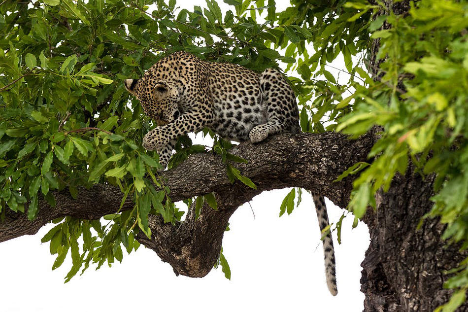 幼豹树上玩耍 母豹跳起3米将其抓到地面教训