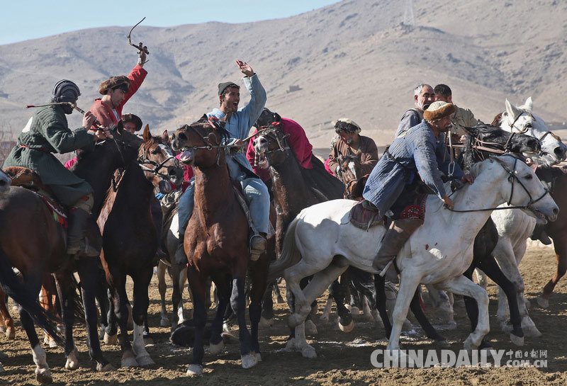 阿富汗举办传统马背叼羊大赛 惊险刺激精彩纷呈