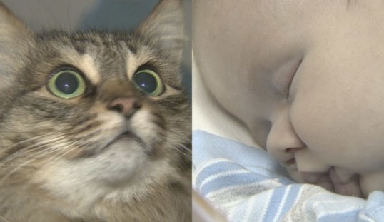 温馨！俄罗斯流浪猫“救”被弃男婴