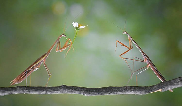 印尼摄影师抓拍螳螂献花求爱场景