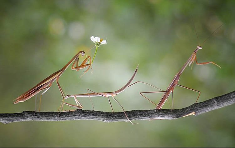 印尼摄影师抓拍螳螂献花求爱场景