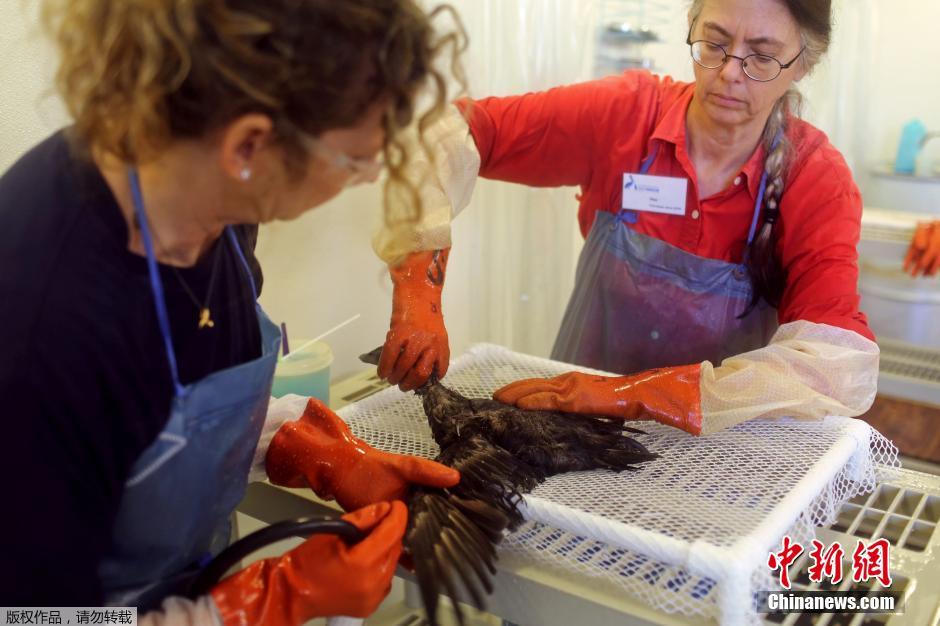 美海岸不明物质致大量鸟死亡 羽毛覆盖神秘物质