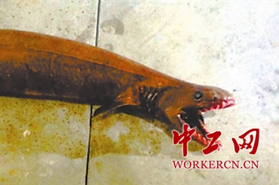 澳渔民捕获史前鲨鱼 该鱼种已存活八千万年（图）