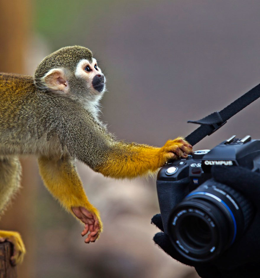 趣味摄影：动物们和相机独处时会发生什么？