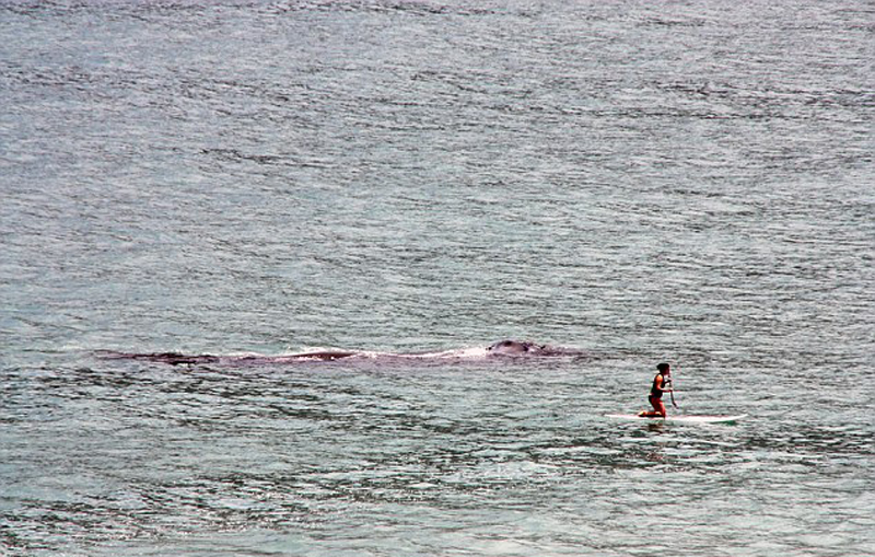 惊险一幕:南非女子海上冲浪遭鲸鱼跟踪