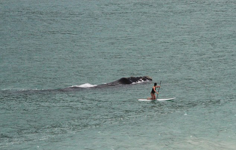 南非女子海上冲浪遭鲸鱼跟踪