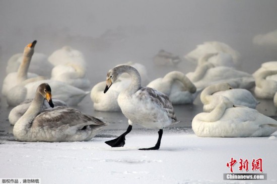 俄罗斯湖泊热气氤氲 六百只天鹅在此度寒冬