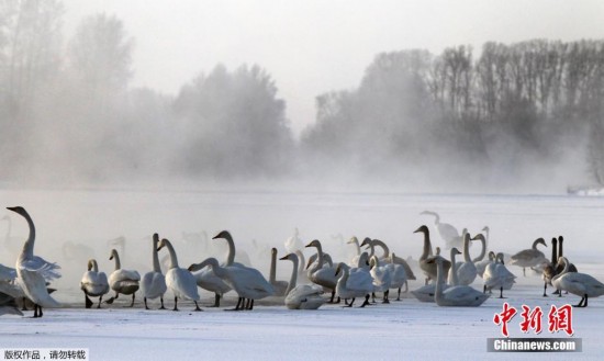 俄罗斯湖泊热气氤氲 六百只天鹅在此度寒冬