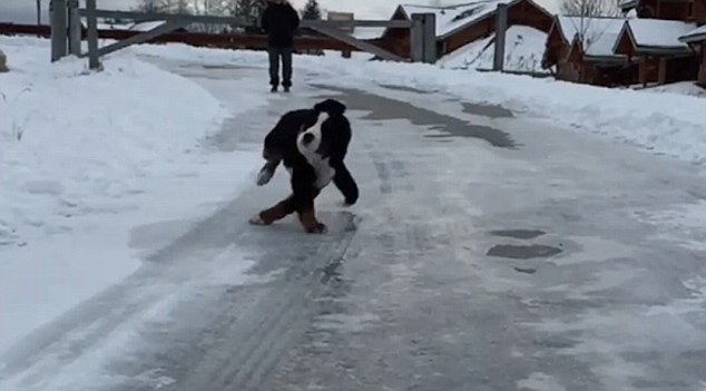 狗狗冰上耍出高难度动作 主人全程记录搞笑瞬间