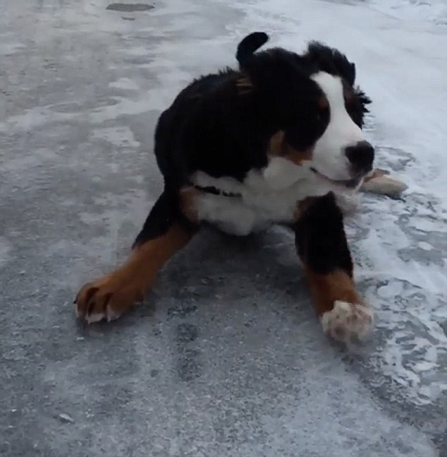 狗狗冰上耍出高难度动作 主人全程记录搞笑瞬间
