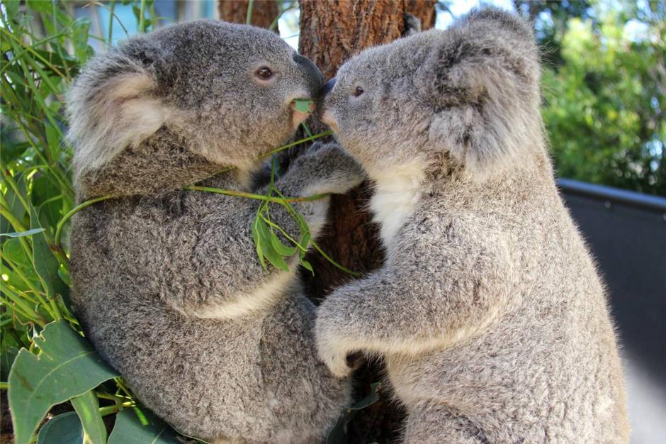 澳动物园“萌物”出没：考拉鼻碰鼻 大象洗澡避暑